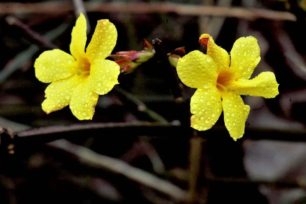 Jasminum nudiflorum