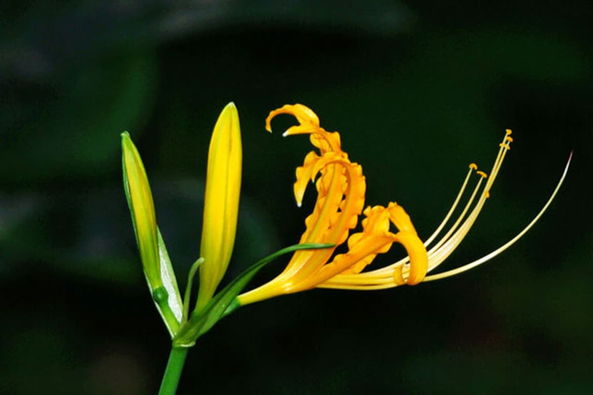 Lycoris aurea