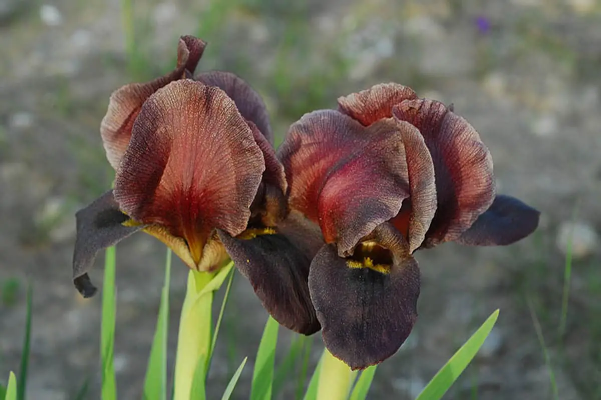 Iris nigricans