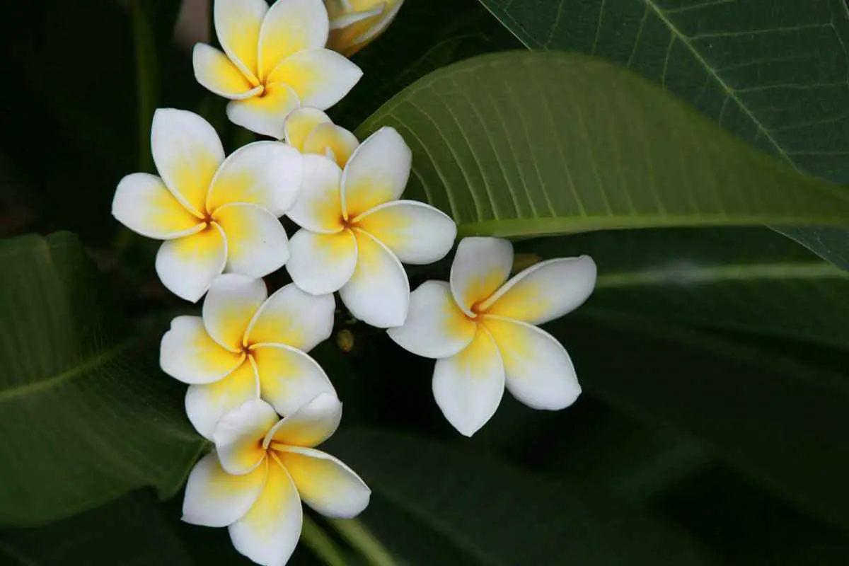 Meer informatie over de Plumeria Rubra: basis, soorten, groei en verzorging, waarde en meer