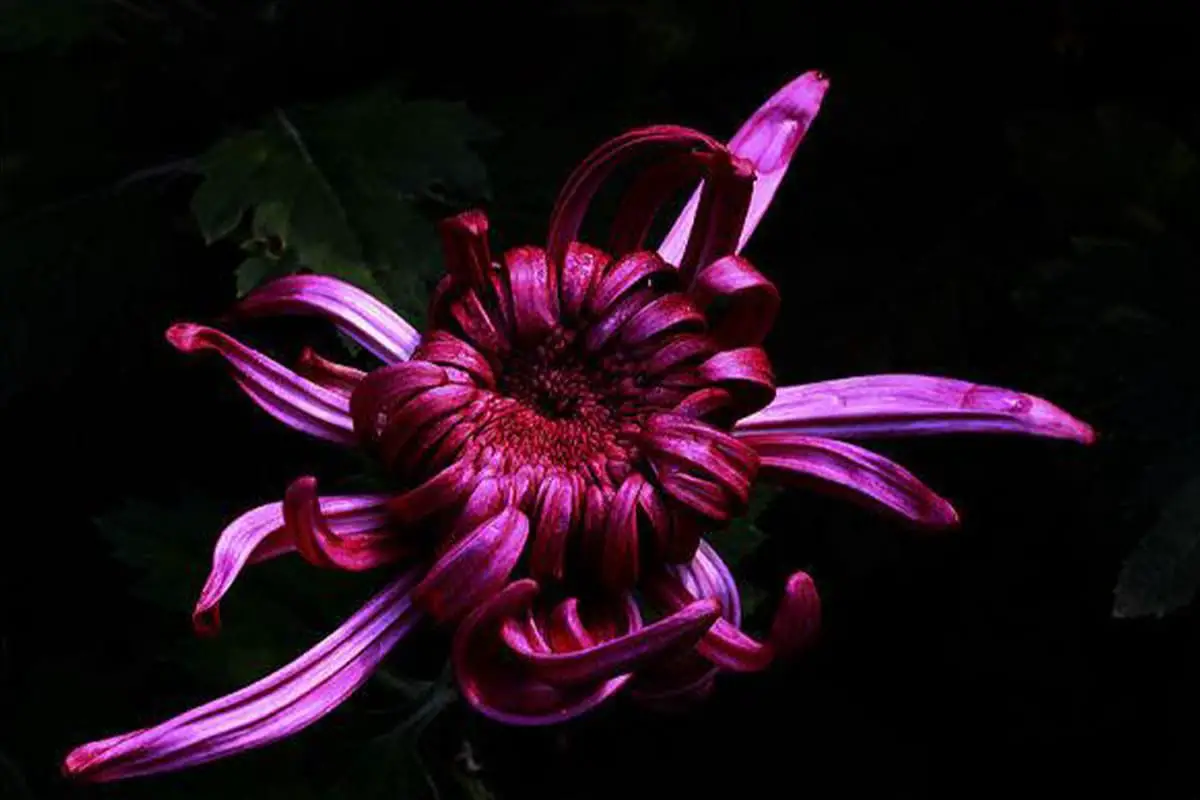 Dendranthema morifolium