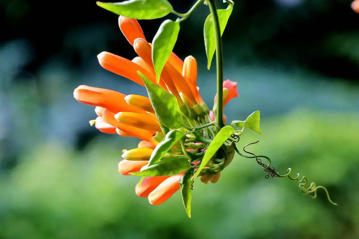 Pyrostegia venusta