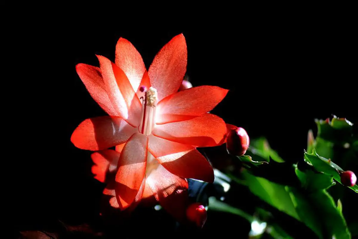Schlumbergera truncata