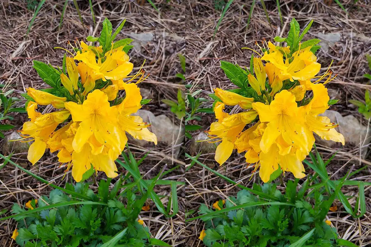 Yellow Rhododendron Wonders: All About Rhododendron Molle - FlowersLib