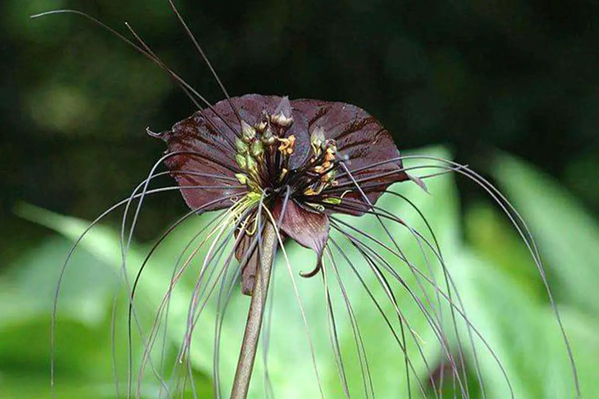 Tacca chantrieri