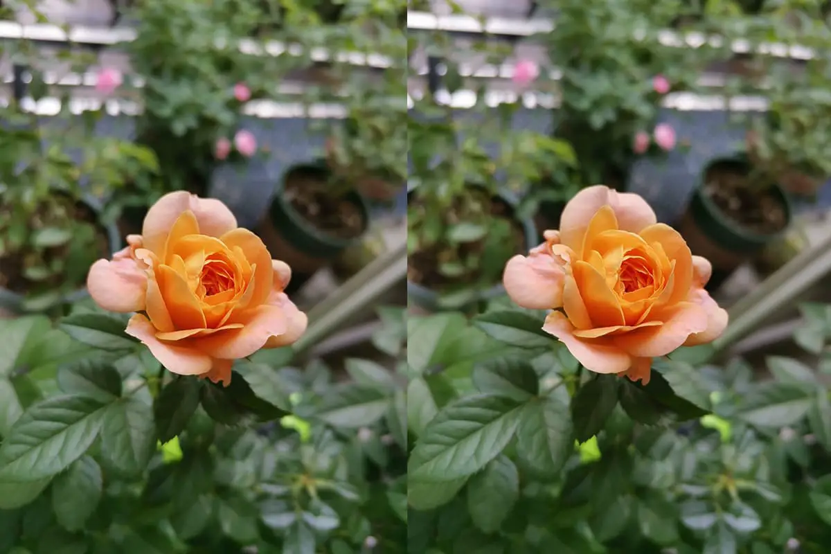 Rosa chinensis