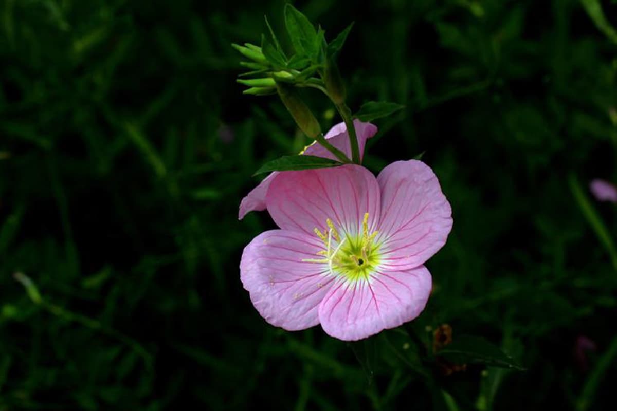 Oenothera speciosa