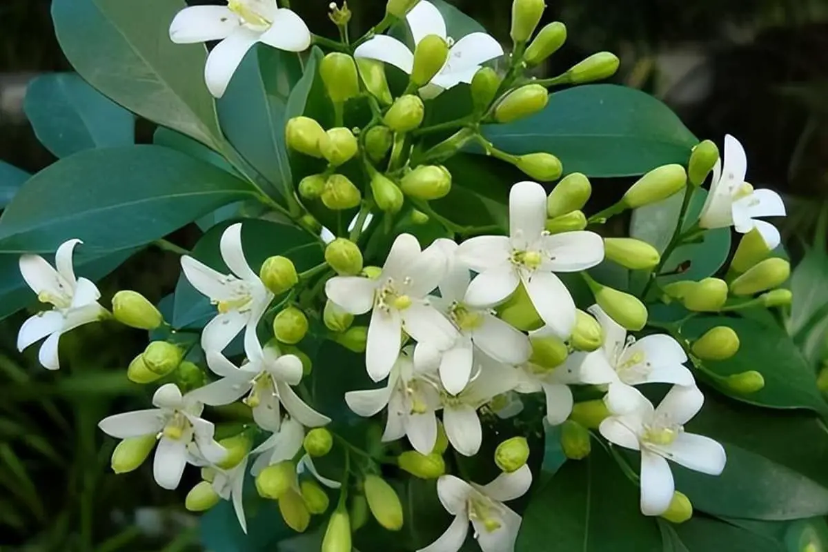 Gardenia Ellis fortuniana