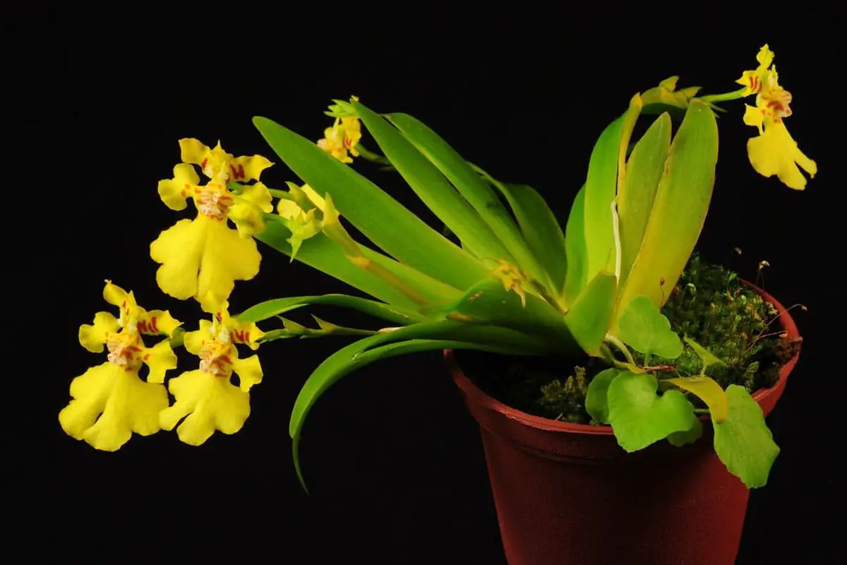 Oncidium Hybridum