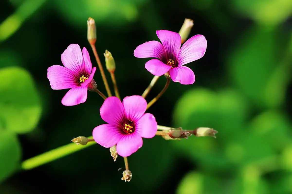 Oxalis Corymbosa