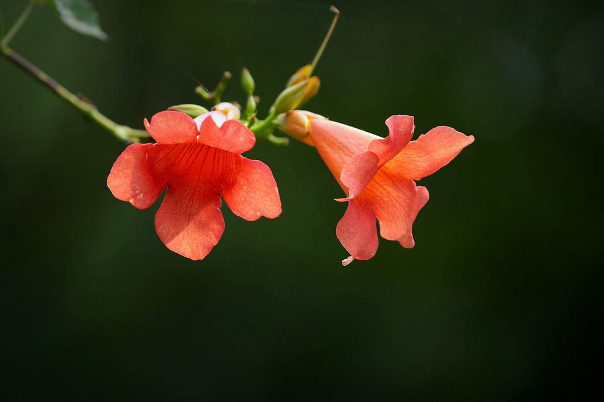 Campsis grandiflora