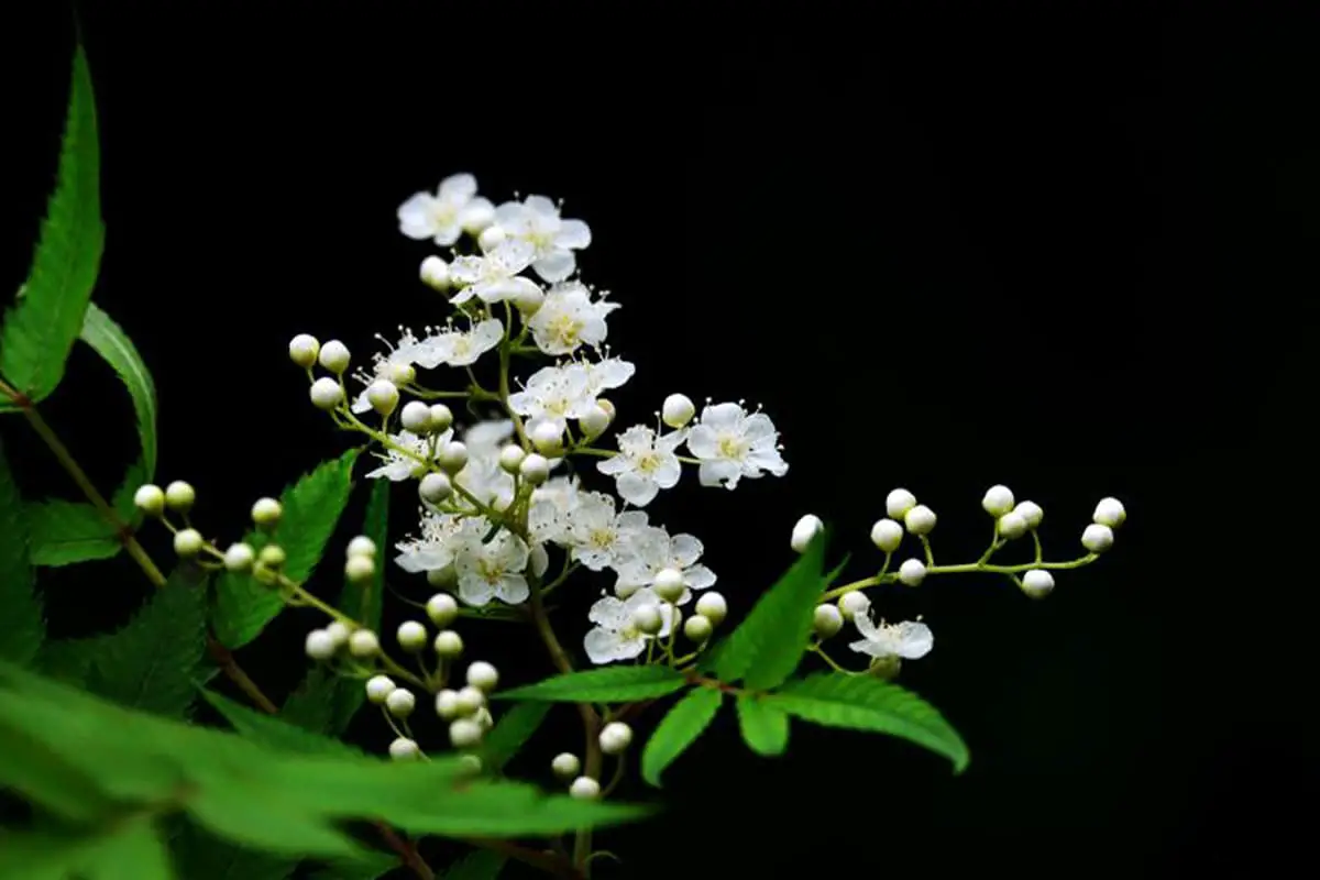 Sorbaria Sorbifolia