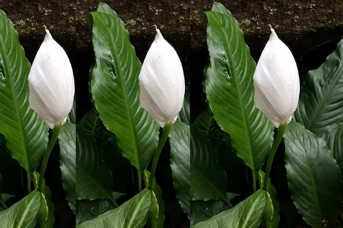 Spathiphyllum Floribundum 'Clevelandii' (folha de palmeira) 