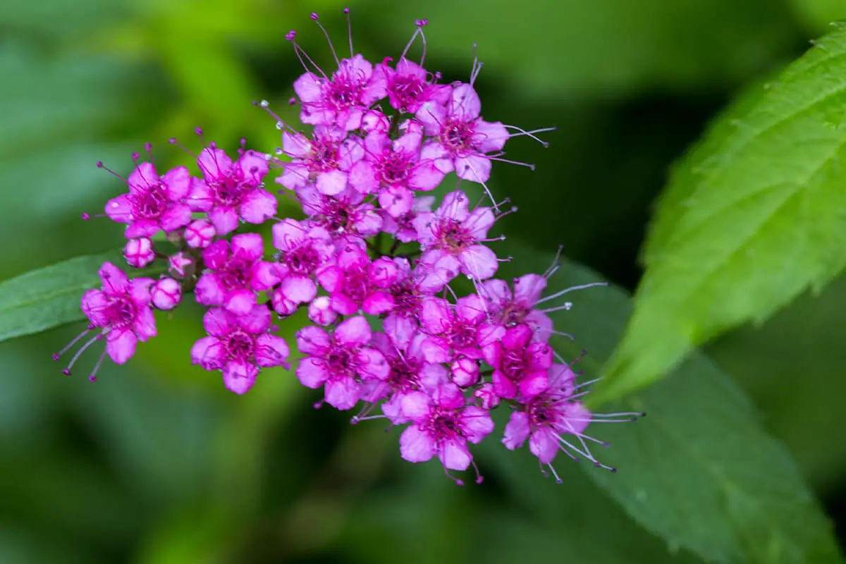 Spiraea Japonica