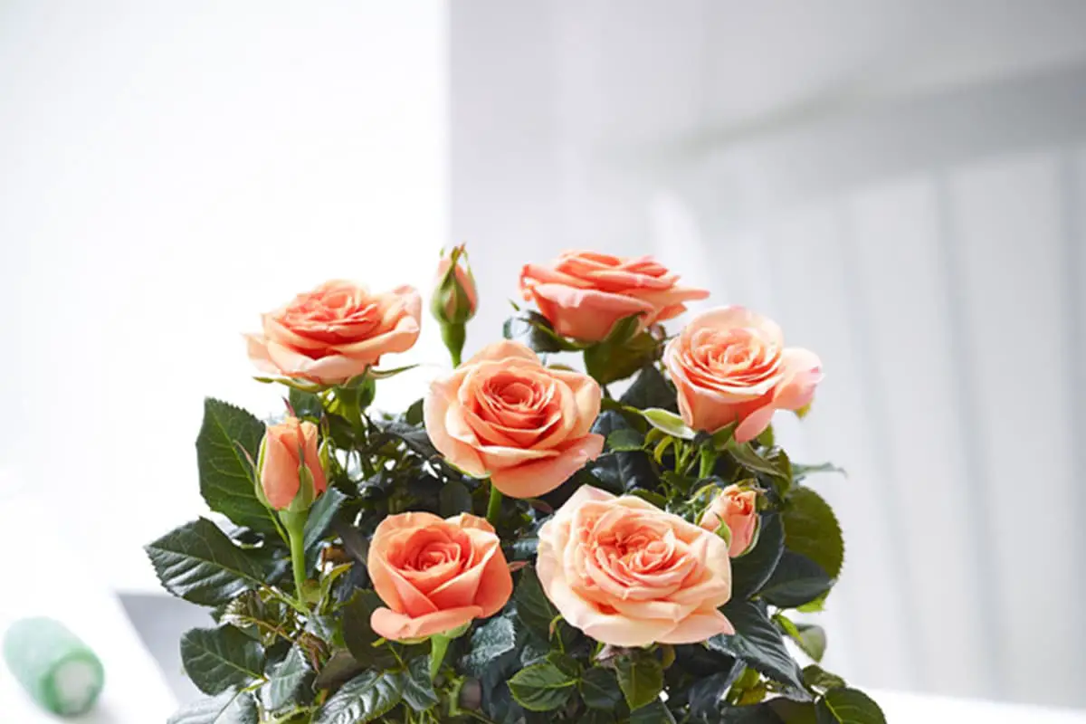 Learn About the Miniature Rose: Basics, Growth & Care, Value and More