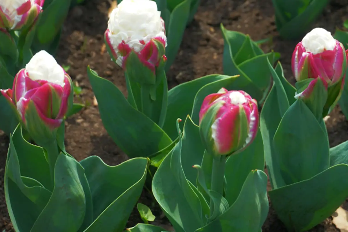 Saiba mais sobre a tulipa Ice Cream: Noções básicas, crescimento e cuidados