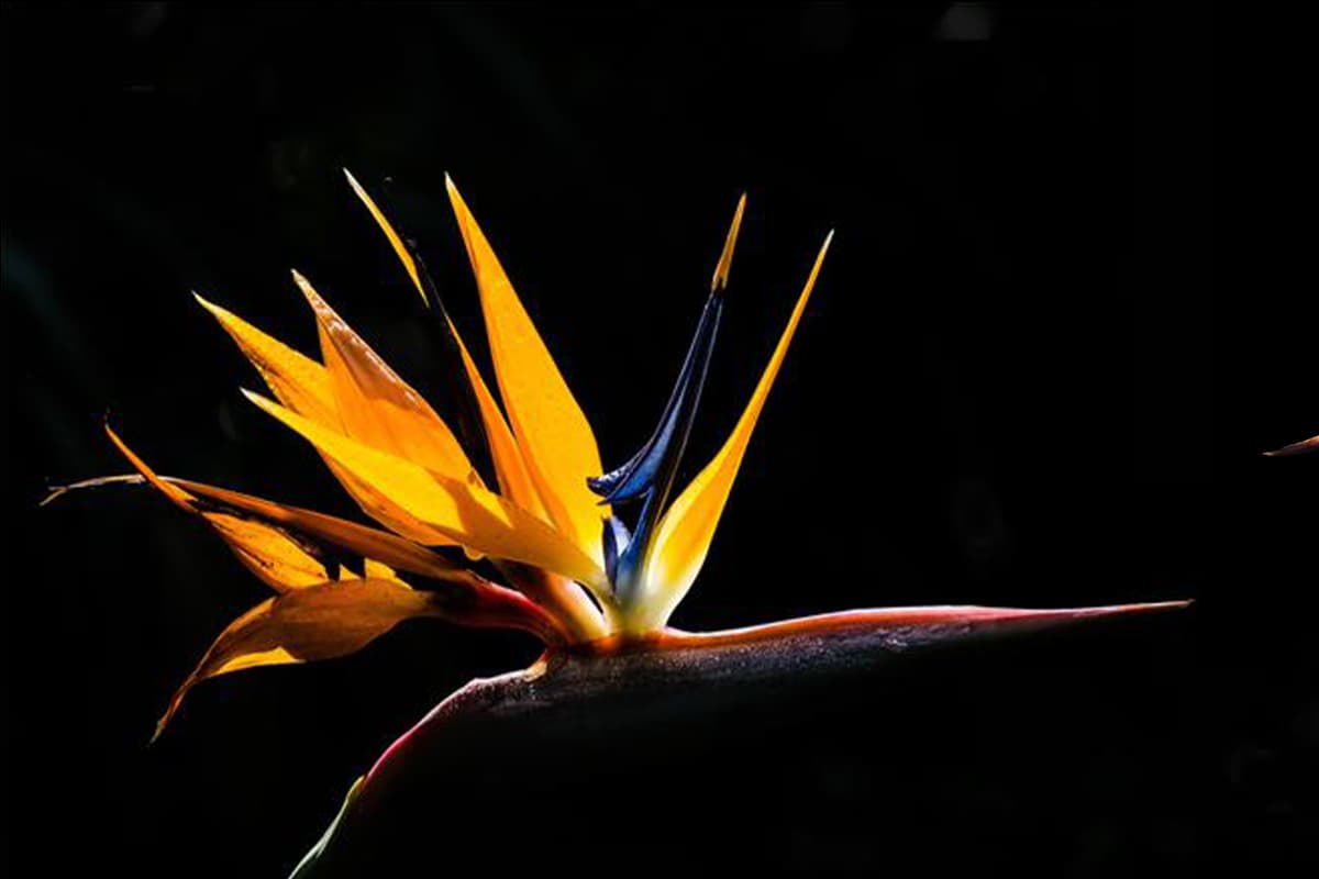 Strelitzia reginae
