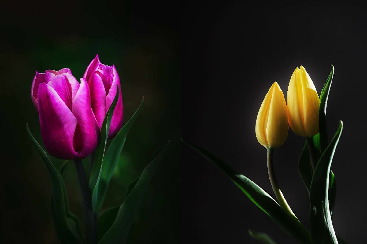 Tulip
