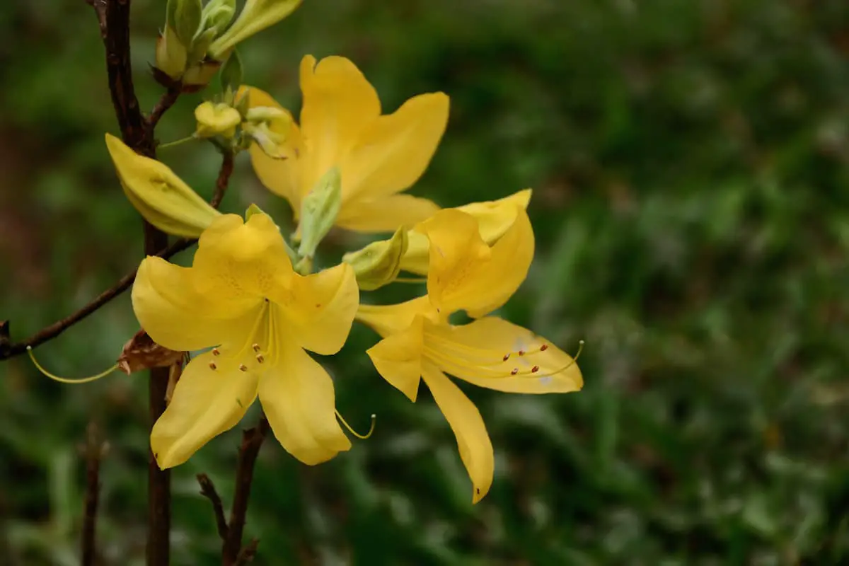 Rhododendron luteum