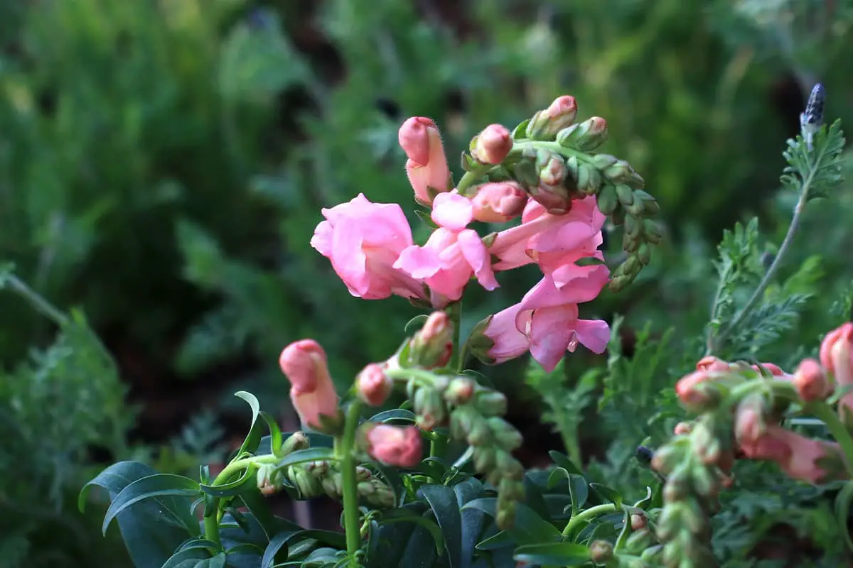 Snapdragon estivo