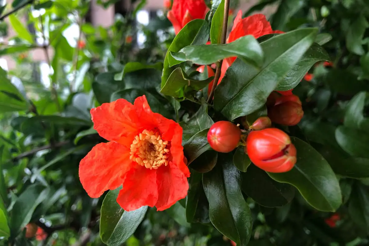 Pomegranate Flower, Blooming period: May - July