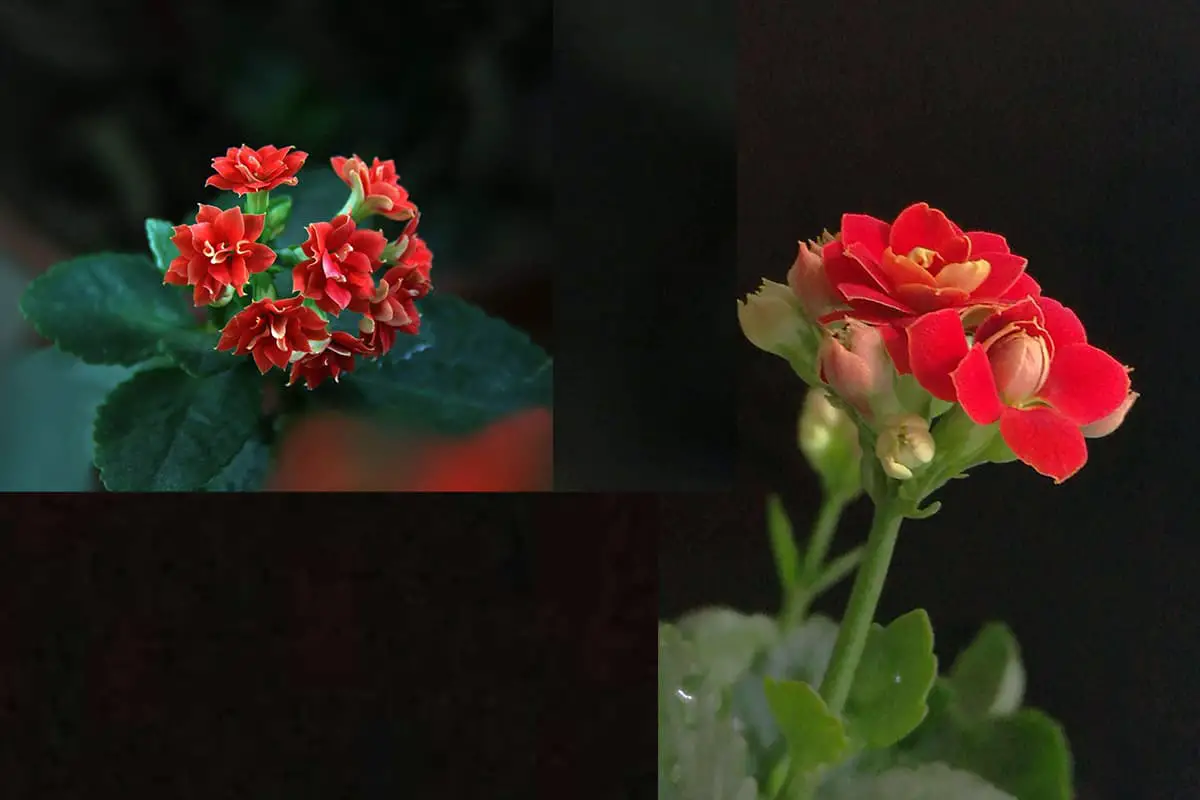Christmas Kalanchoe