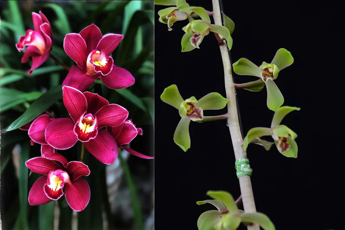 Cymbidium Orchid, Blooming from October to February