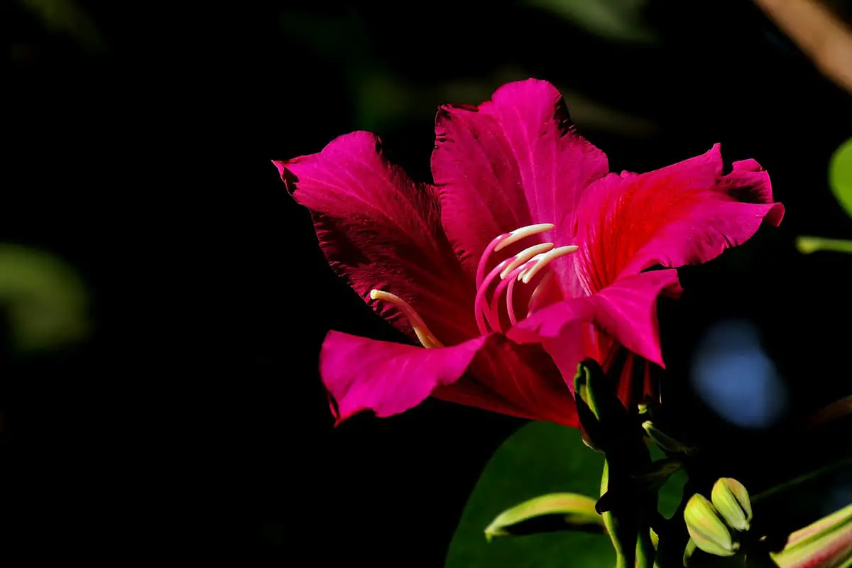 Bauhinia Purpurea