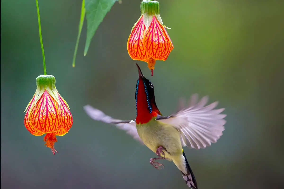 Malvaviscus arboreus