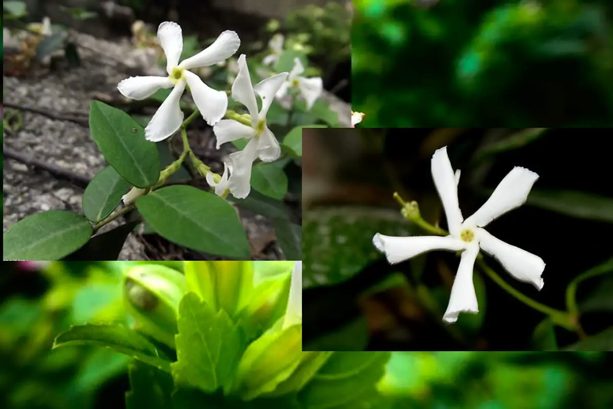 Trachelospermum Jasminoides