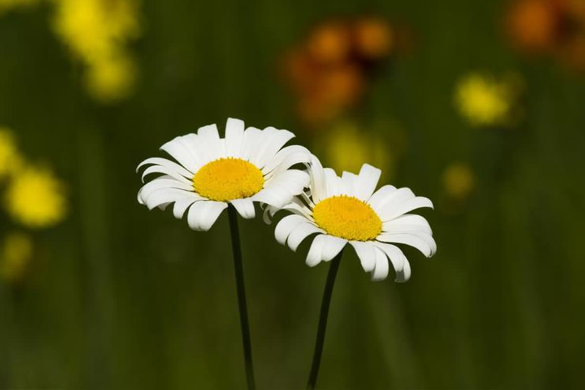Matricaria recutita