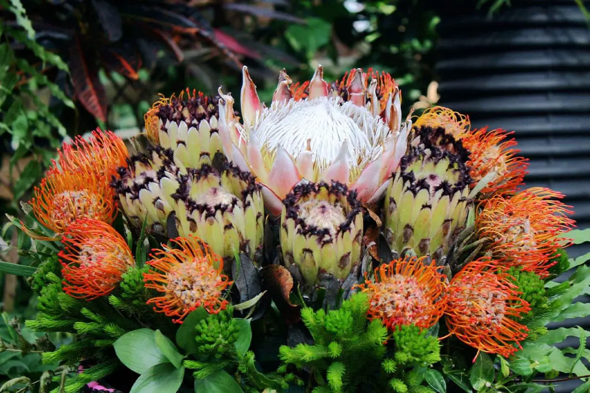 Learn About The Protea Cynaroides: Basics, Growth & Care, Value and More