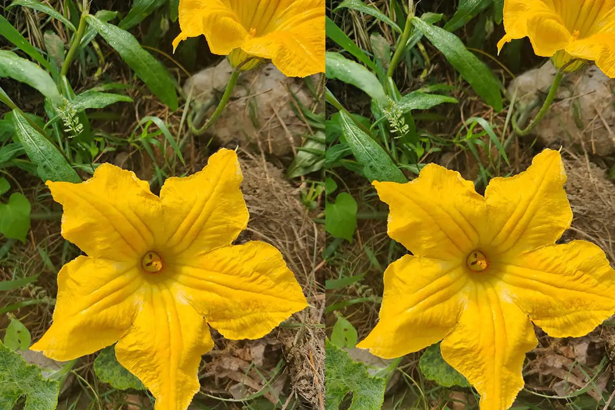 Cucurbita moschata