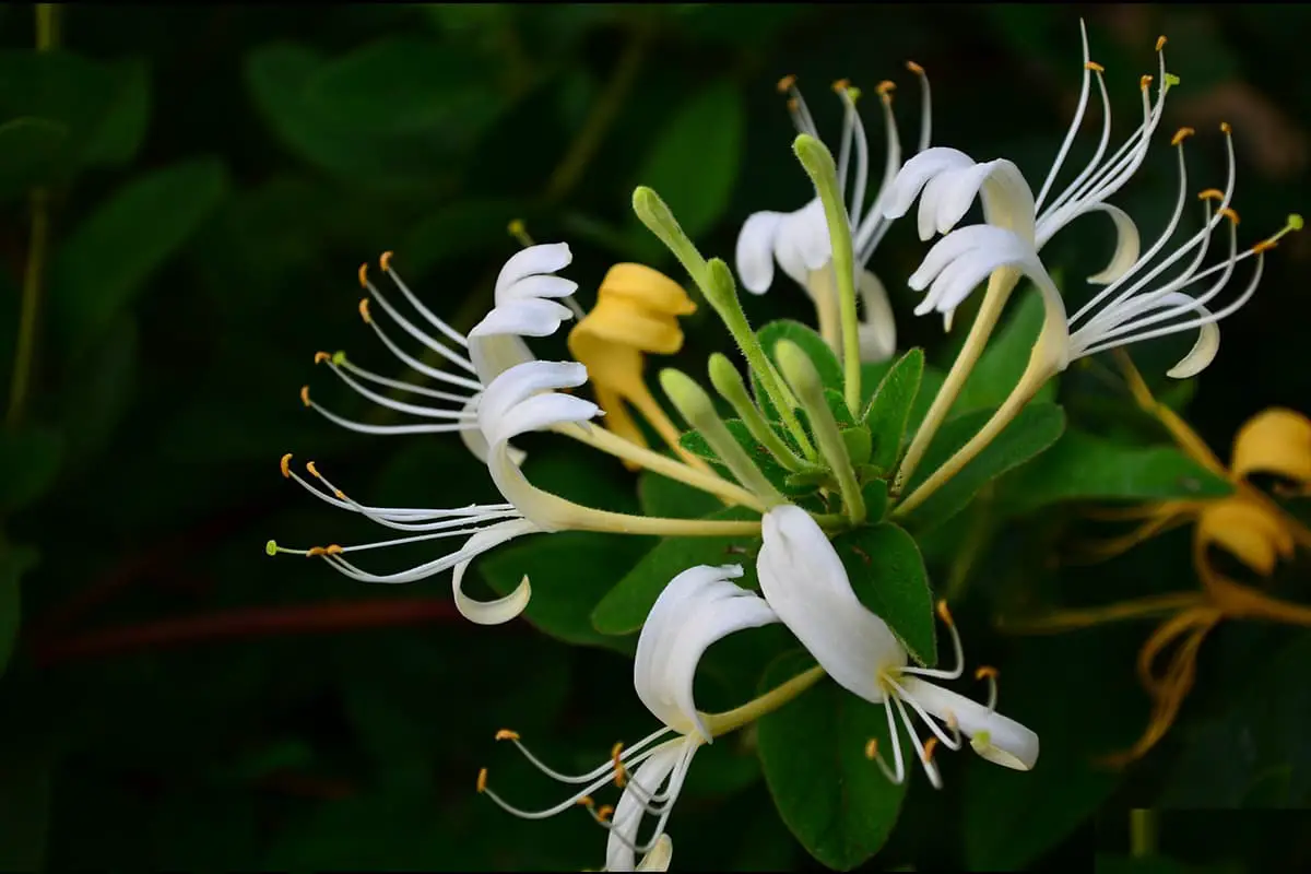 Lonicera japonica