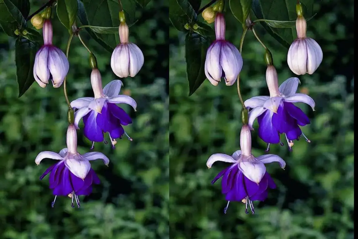 Fuchsia Hybrida