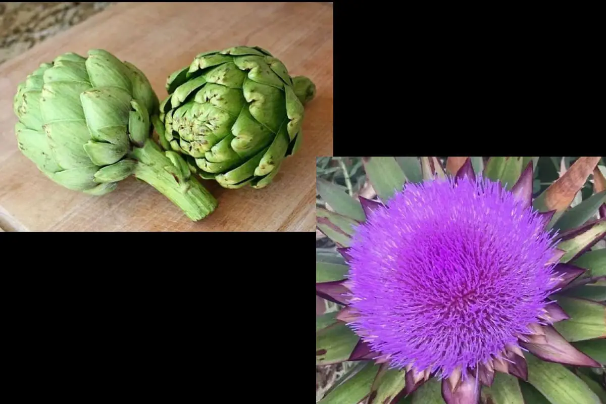 Cynara scolymus