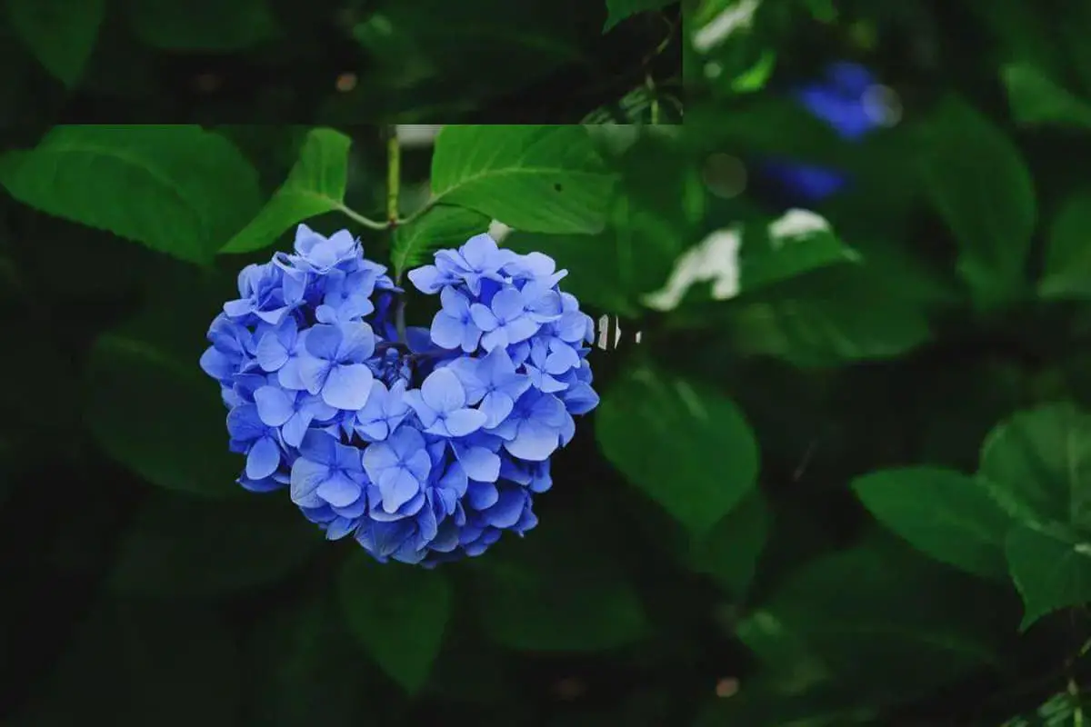Hydrangea macrophylla