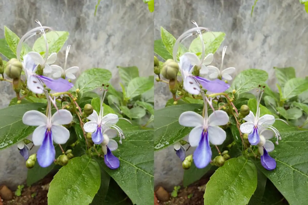 Rotheca myricoides