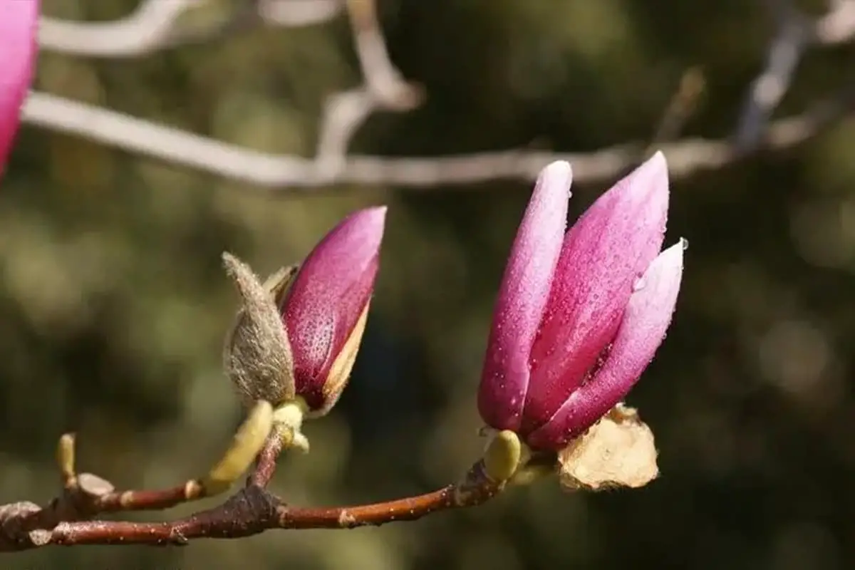 Yulania liliiflora