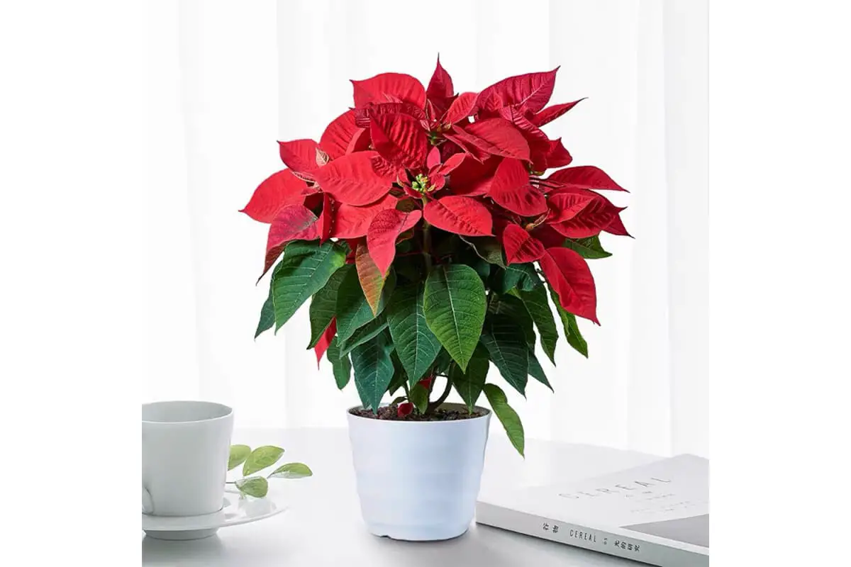 Poinsettia