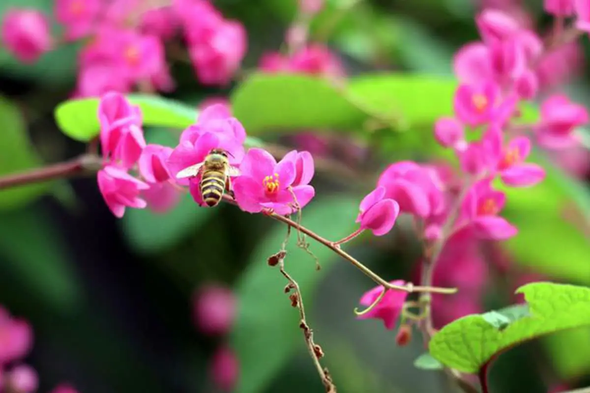 Antigonon leptopus