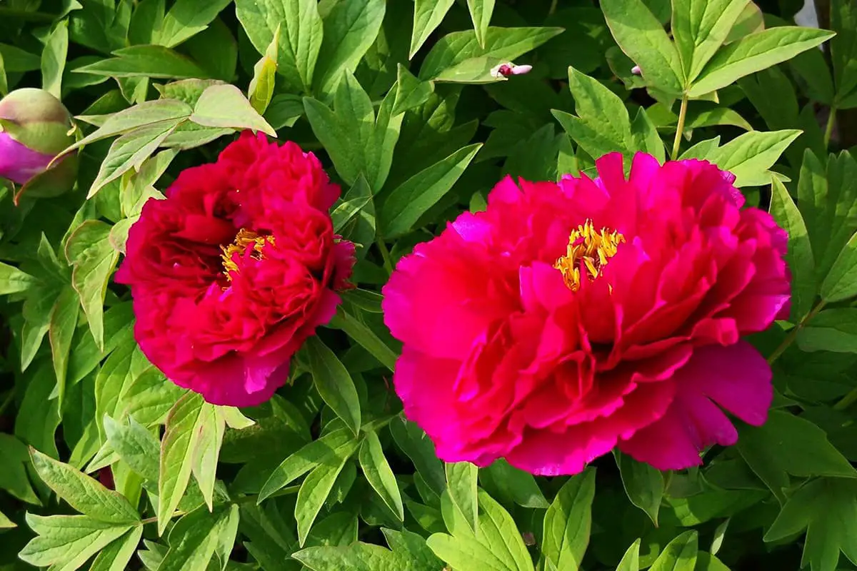 Paeonia suffruticosa