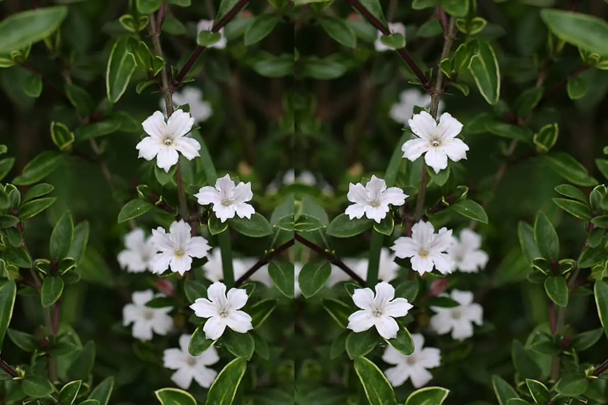 Serissa foetida