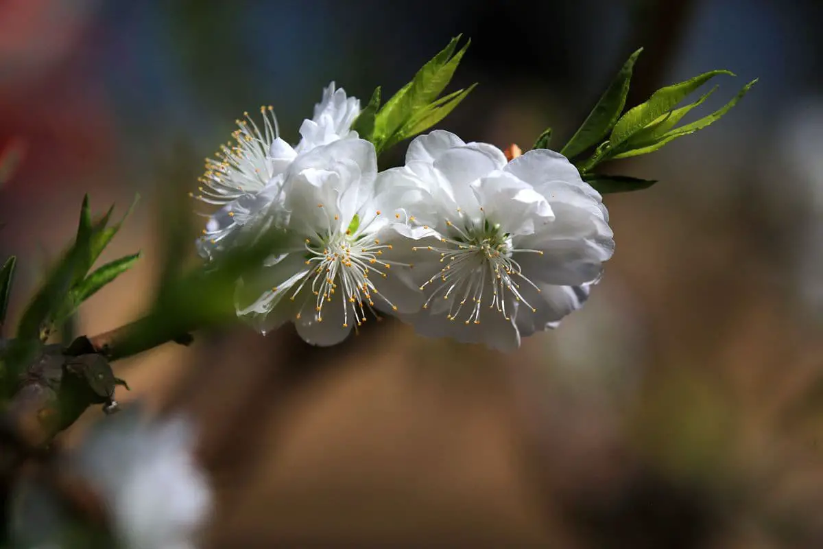 Prunus persica