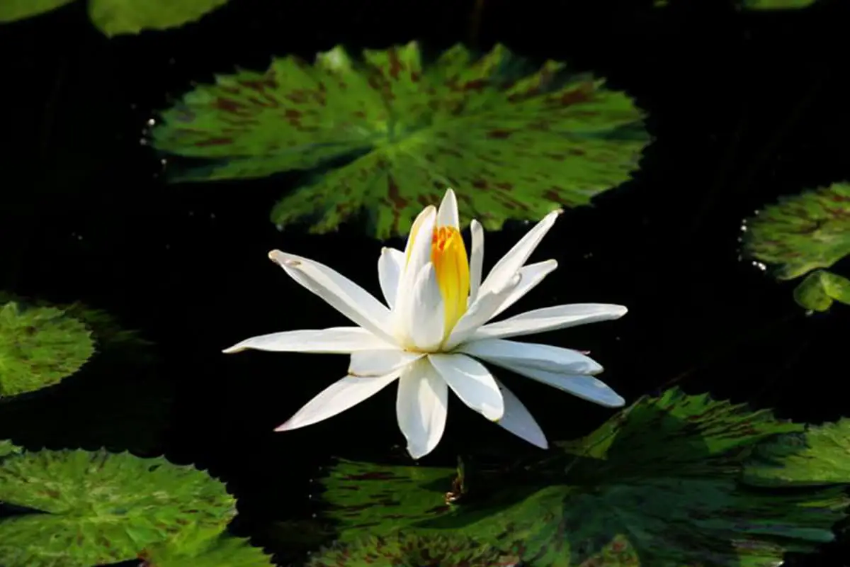 Nymphaea alba