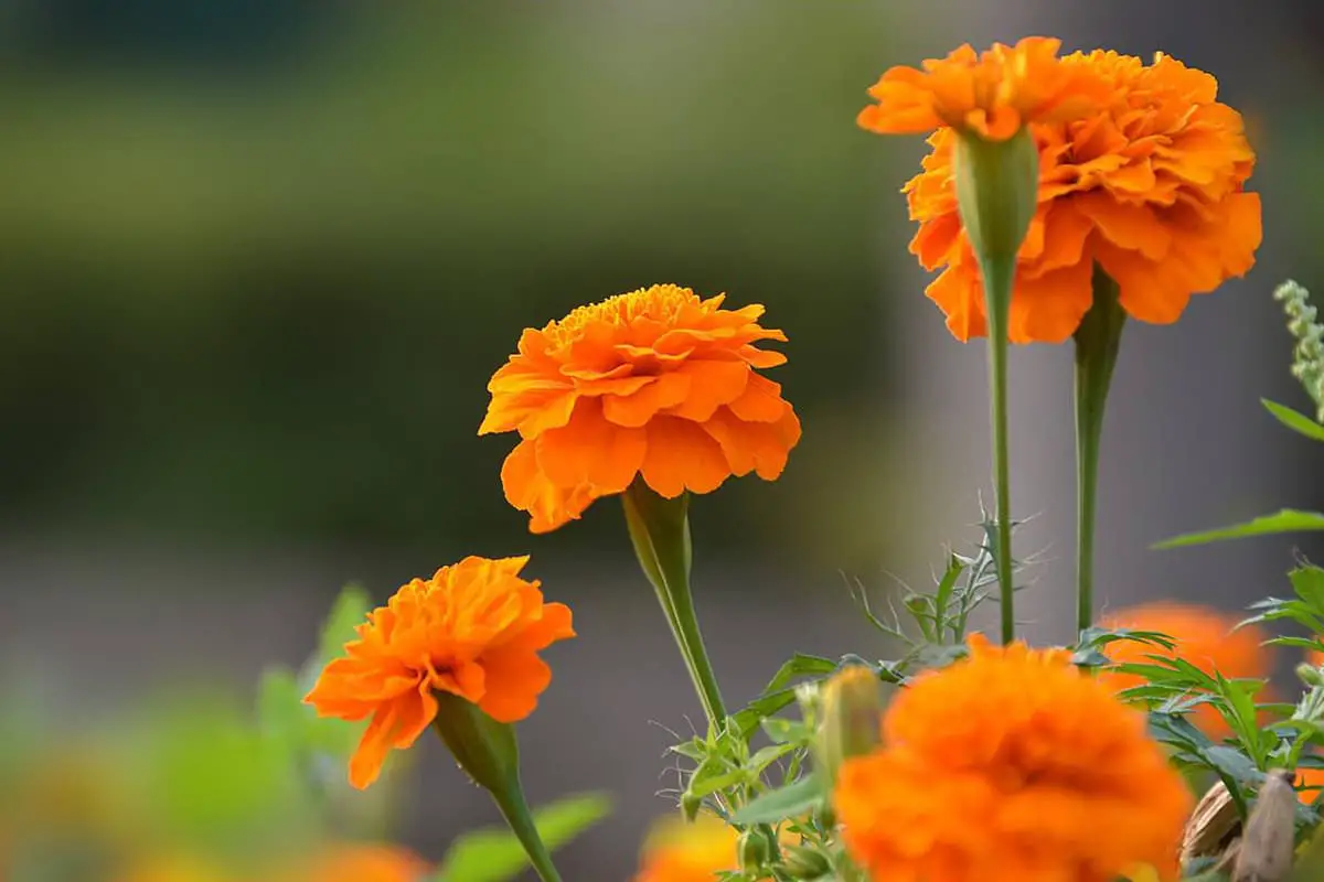 Tagetes erecta