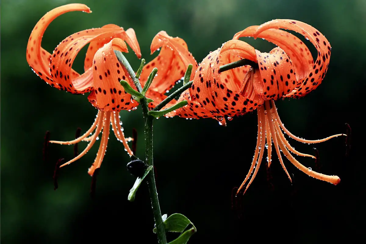 Lilium lancifolium