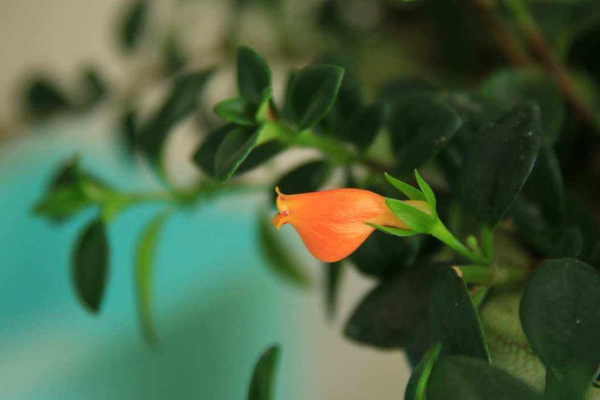 Nematanthus wettsteinii