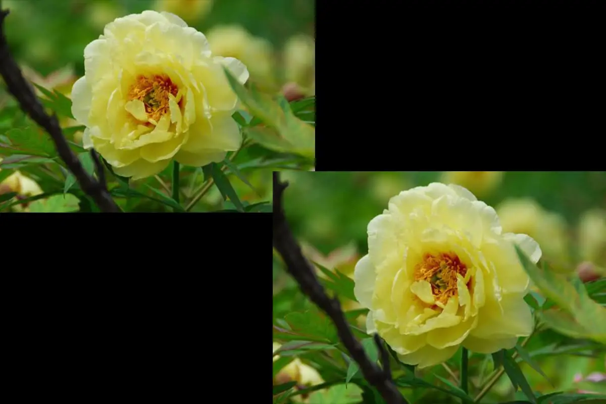 Paeonia suffruticosa