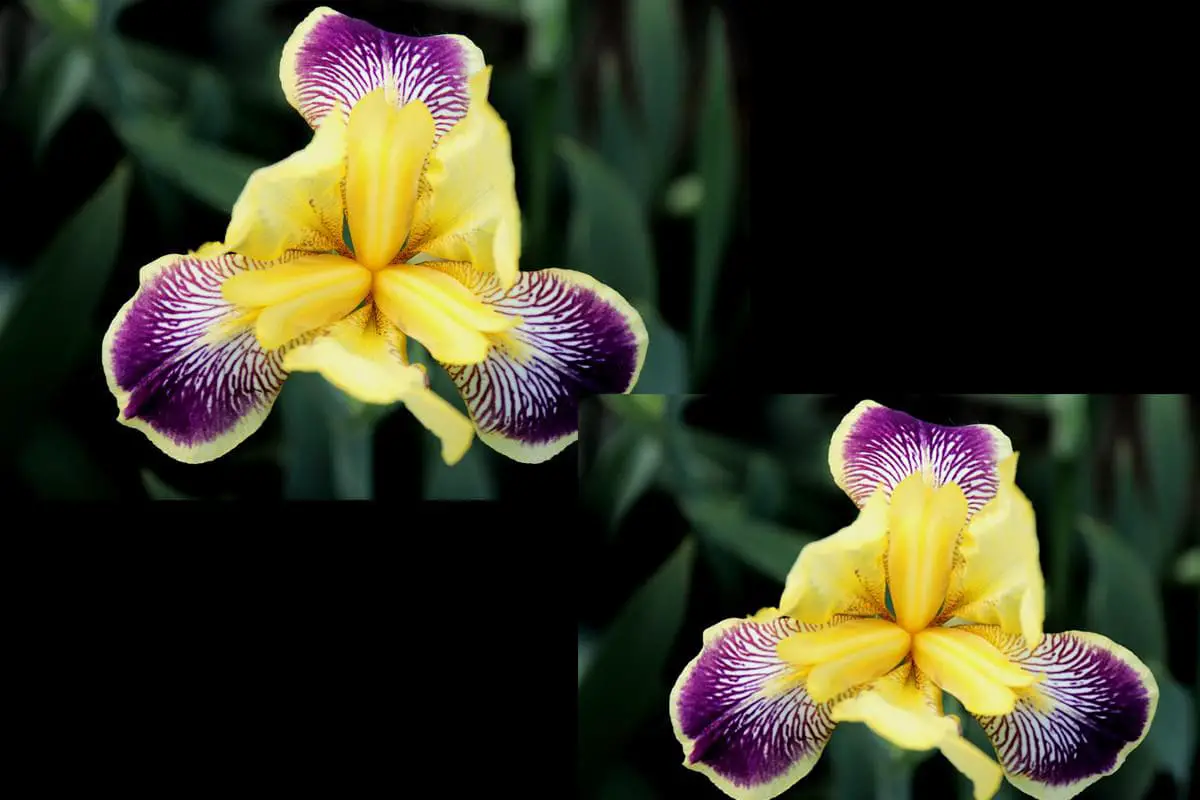 Iris germanica